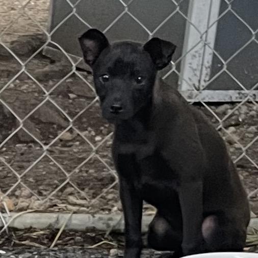 Pepper, a Adoptable mixed breed in Eureka Springs, AR image 2/6