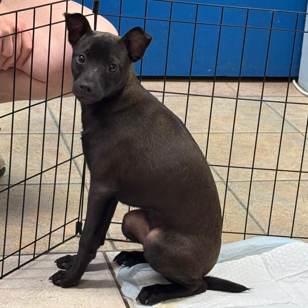 Pepper, a Adoptable mixed breed in Eureka Springs, AR image 3/6
