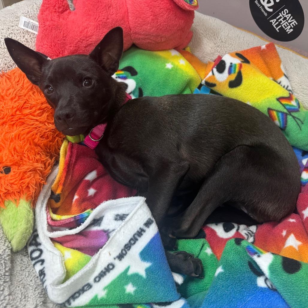 Pepper, a Adoptable mixed breed in Eureka Springs, AR image 4/6