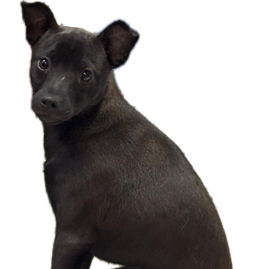 Pepper, a Adoptable mixed breed in Eureka Springs, AR image 5/6