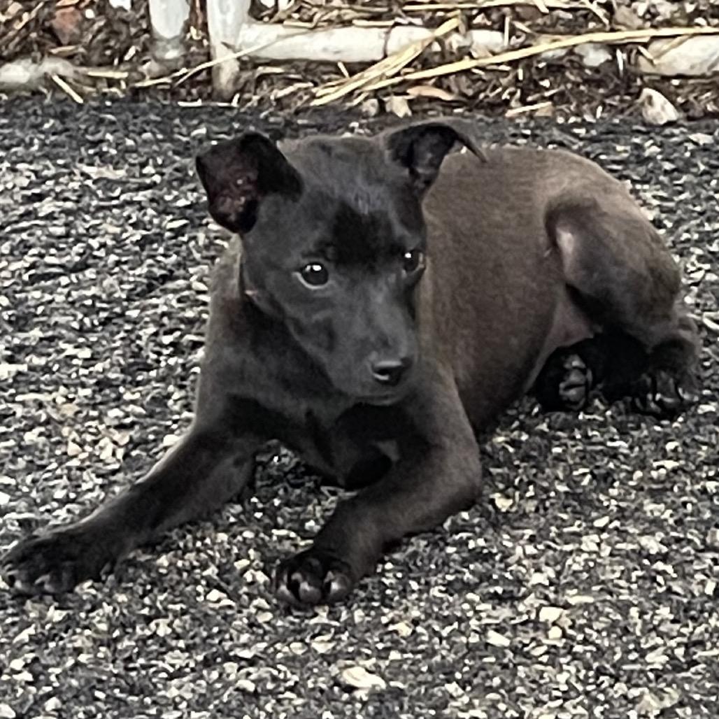 Pepper, a Adoptable mixed breed in Eureka Springs, AR image 6/6