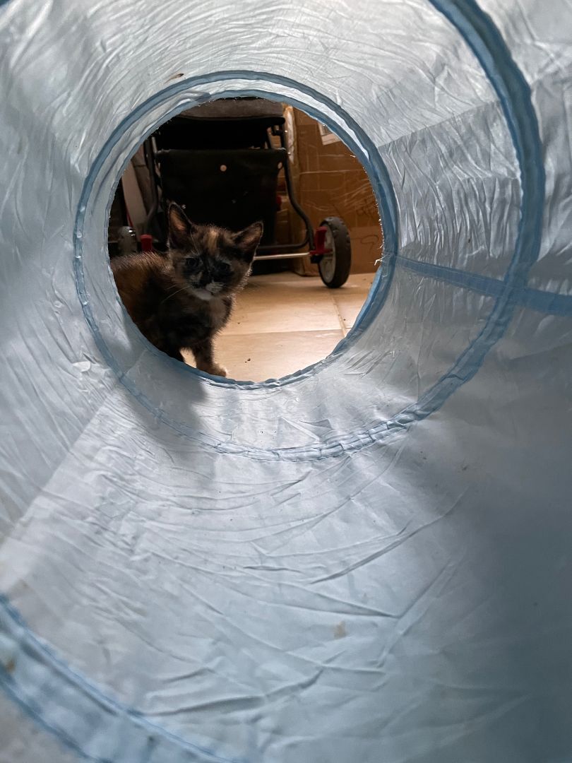 Marble, Adopted, Kitten Female Tortoiseshell.