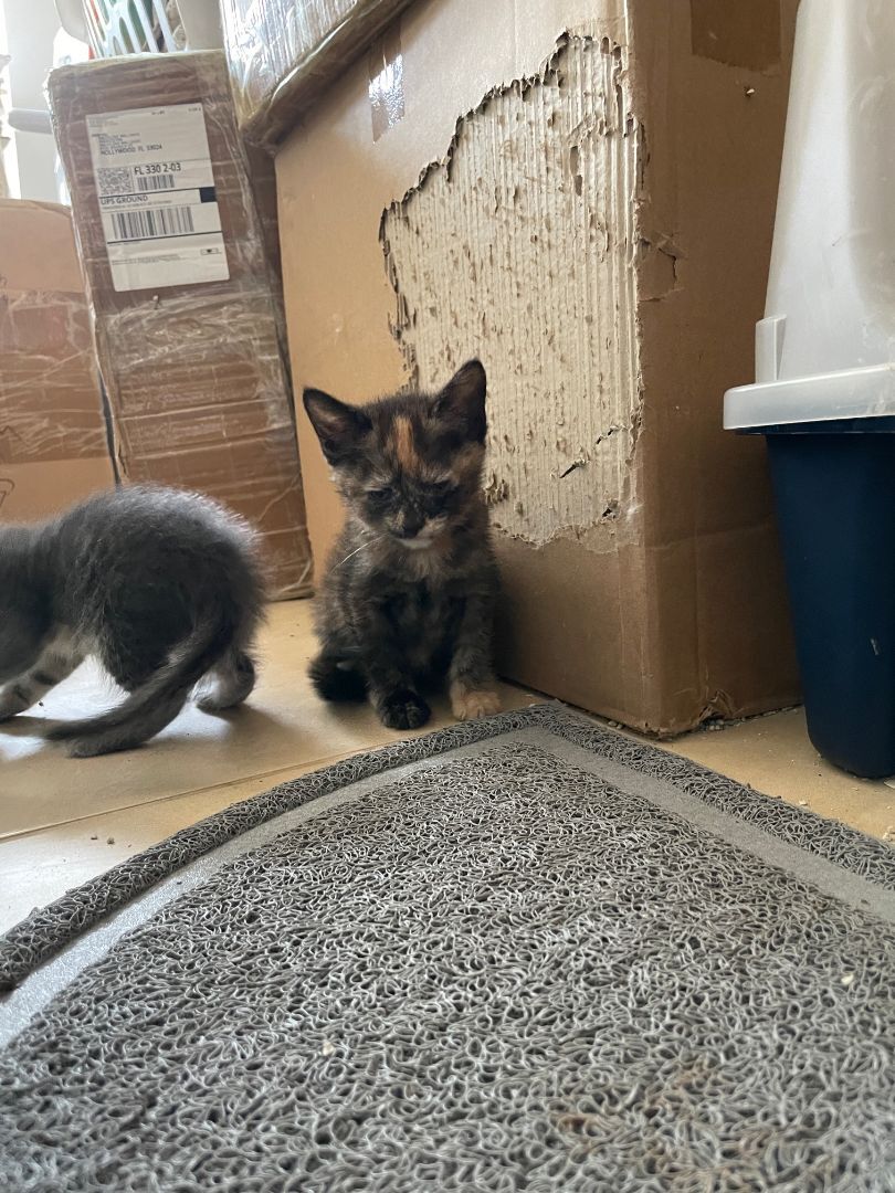 Marble, a Adopted Tortoiseshell in Plantation, FL image 2/4