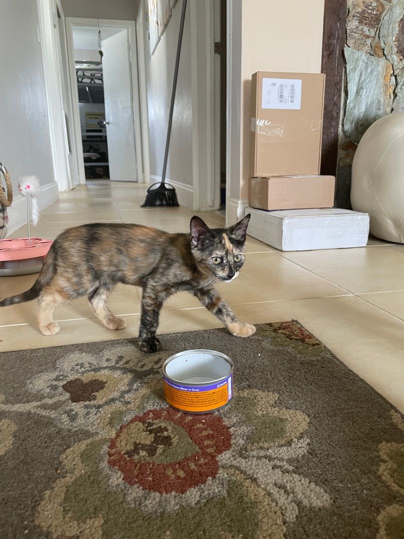 Marble, a Adopted Tortoiseshell in Plantation, FL image 3/4