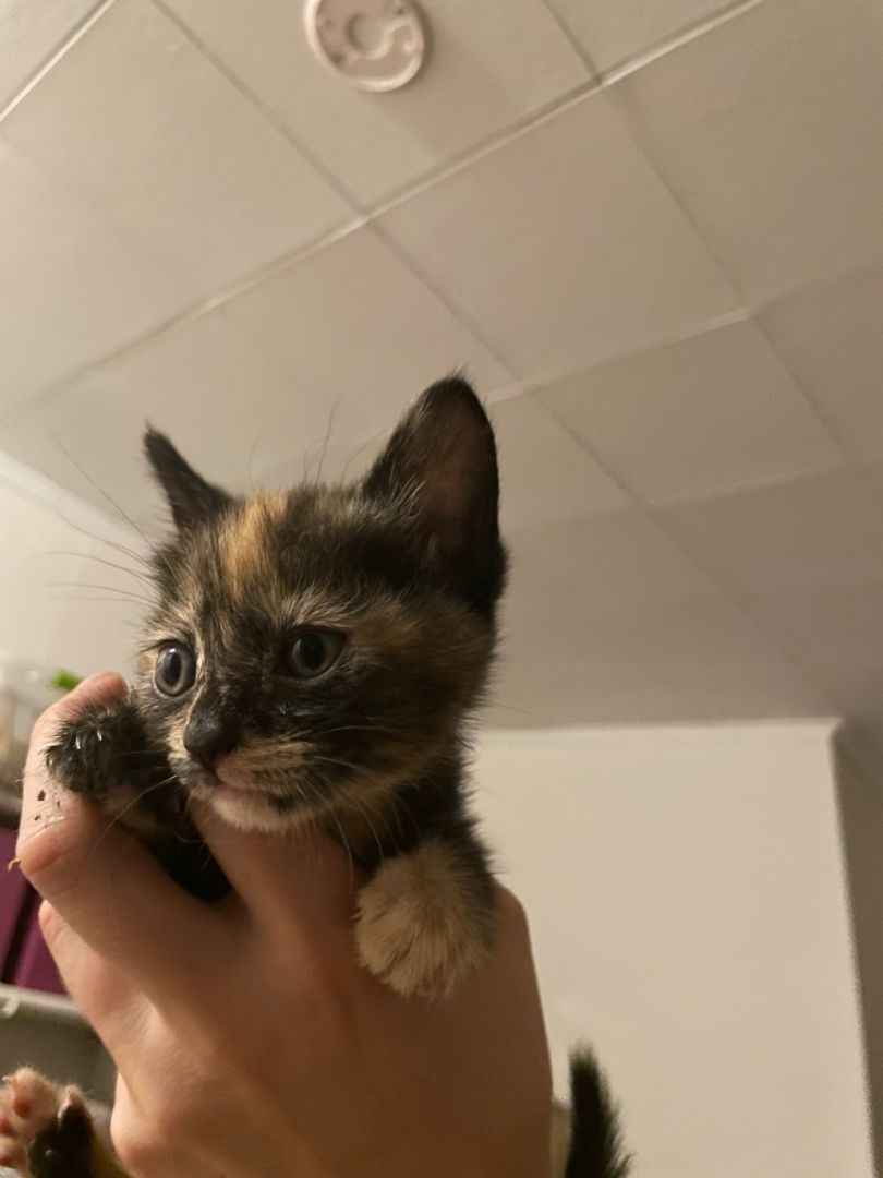 Marble, a Adopted Tortoiseshell in Plantation, FL image 4/4