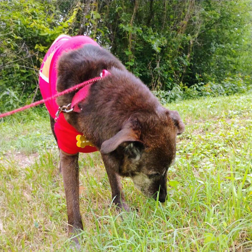 Blackey VI, Adoptable, Senior Male Black Labrador Retriever & Shepherd.