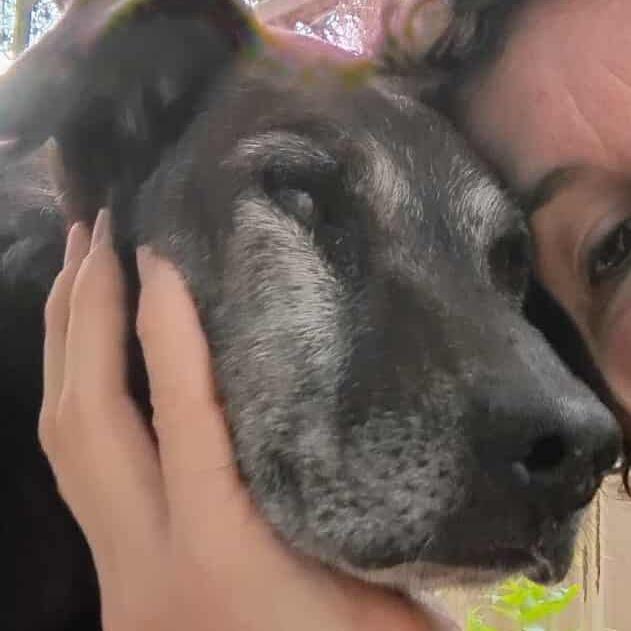 Blackey VI, a Adoptable mixed breed in Jacksonville, FL image 3/6