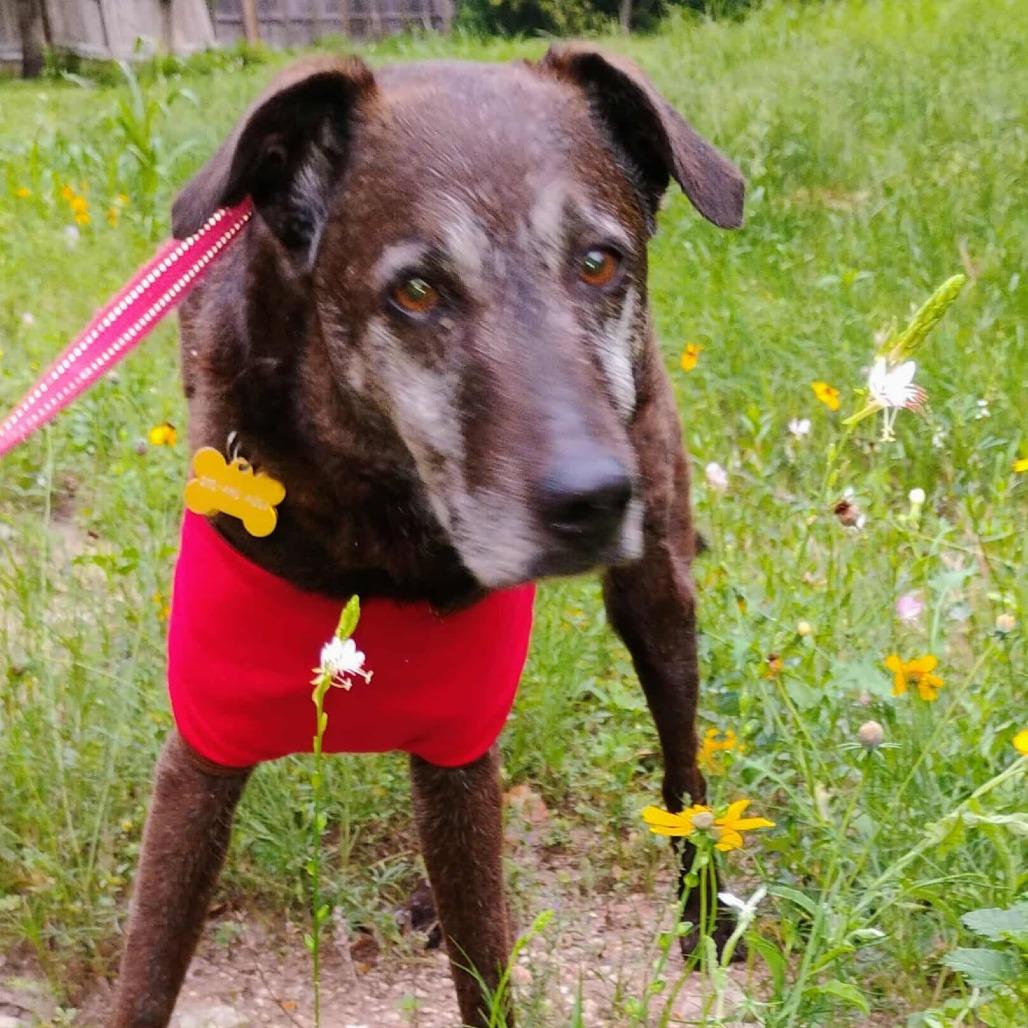 Blackey VI, a Adoptable mixed breed in Jacksonville, FL image 6/6