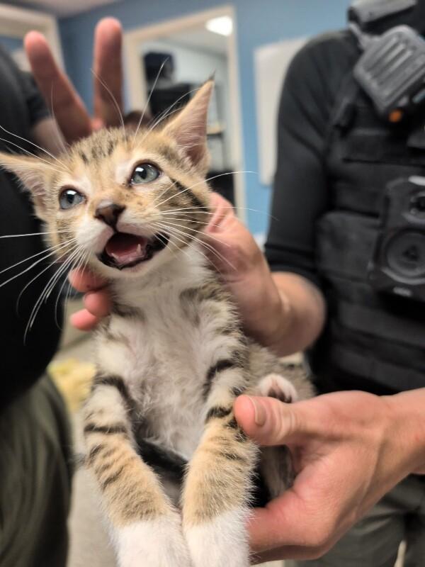 Enlarge Glory, a Adoptable Domestic Short Hair in Supply, NC image 2/2