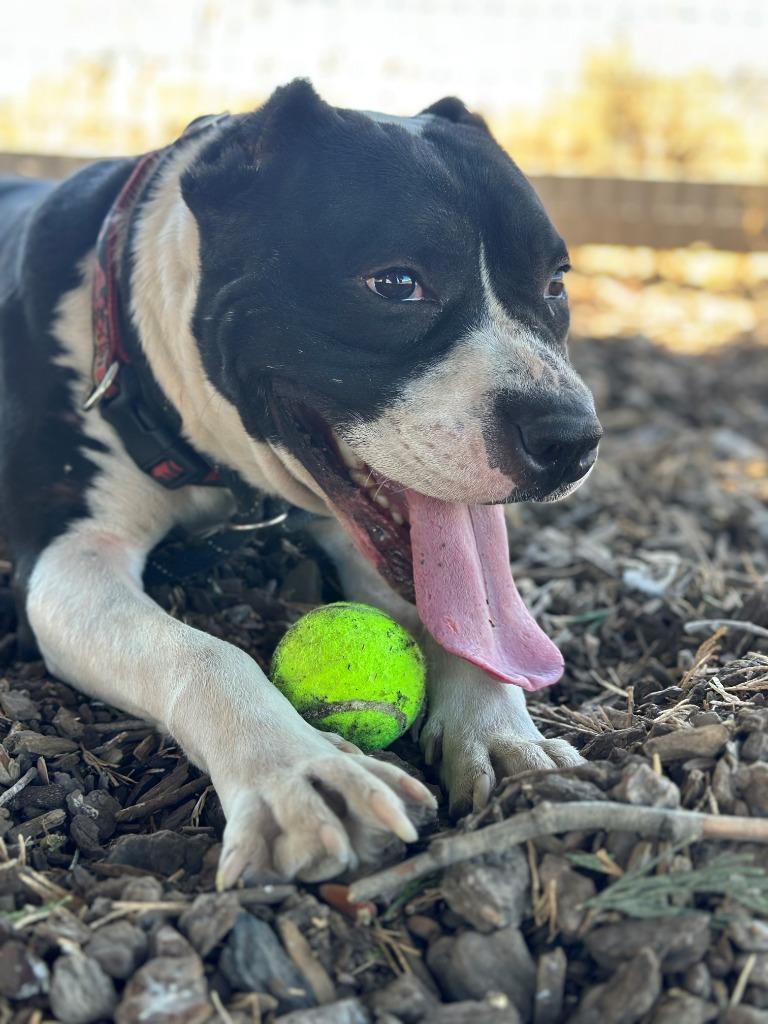 Titan, Adoptable, Adult Male Pit Bull Terrier.