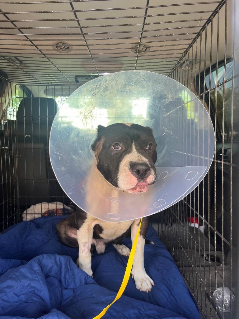 Enlarge Titan, a Adoptable Pit Bull Terrier in Tehachapi, CA image 1/3