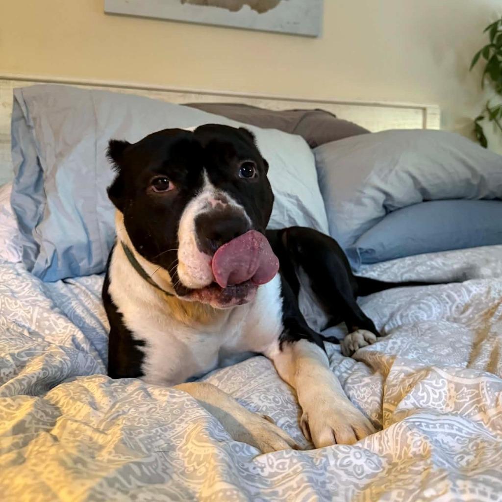 Enlarge Titan, a Adoptable Pit Bull Terrier in Tehachapi, CA image 2/4