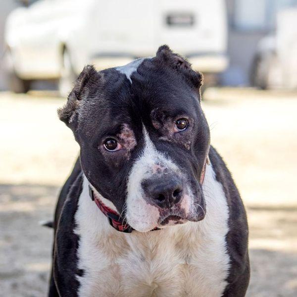 Enlarge Titan, a Adoptable Pit Bull Terrier in Tehachapi, CA image 4/4