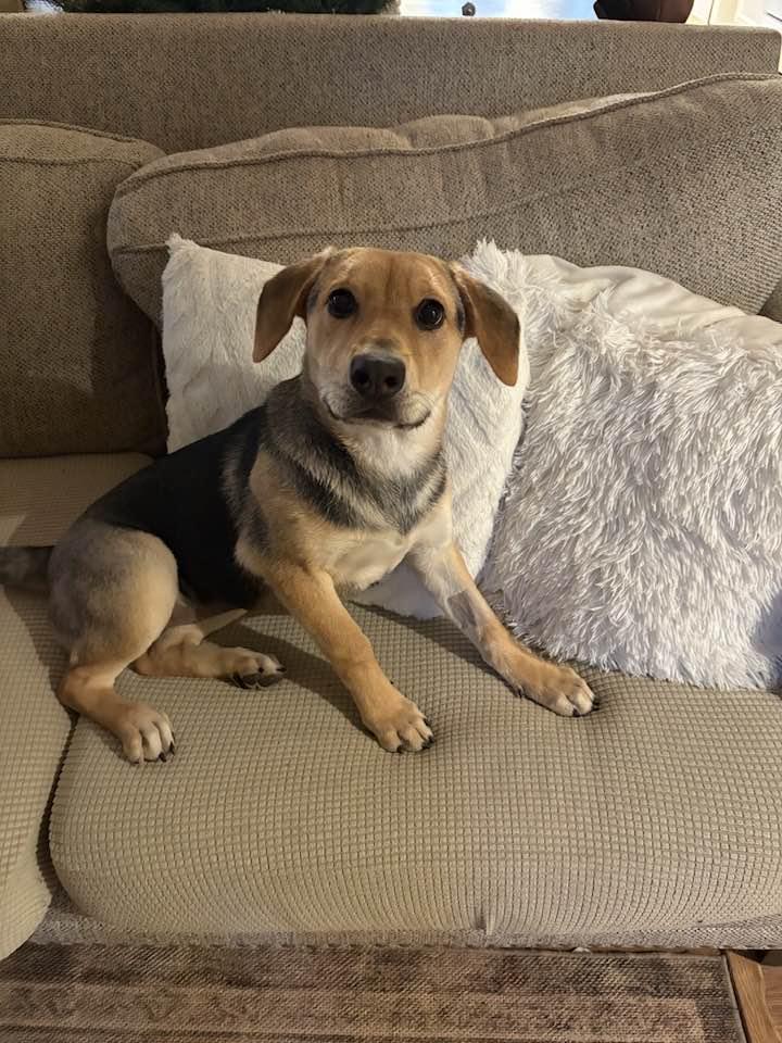 Mistletoe, Adoptable, Puppy Female Beagle & Shepherd.