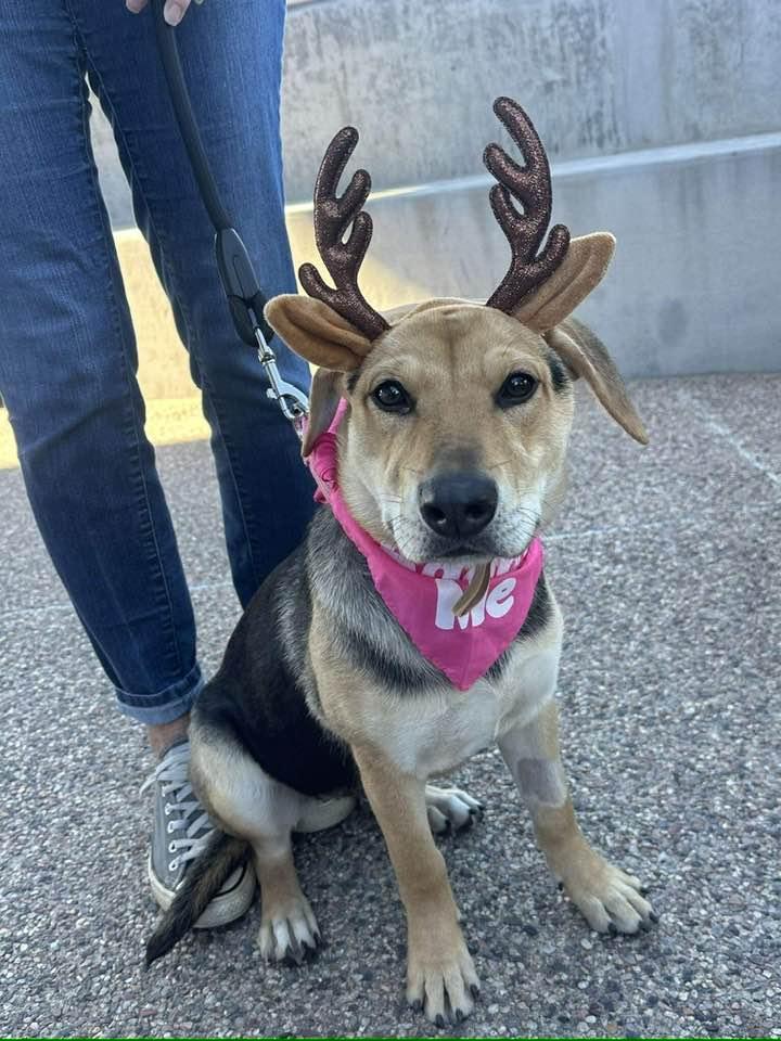 Mistletoe, a Adoptable mixed breed in Phoenix, AZ image 2/3