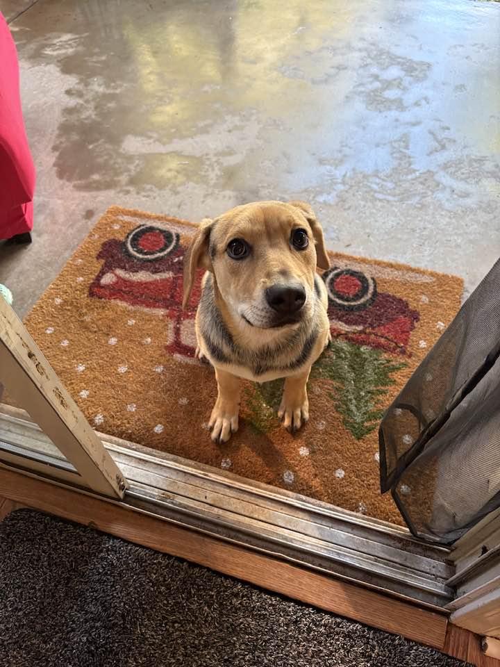 Mistletoe, a Adoptable mixed breed in Phoenix, AZ image 3/3