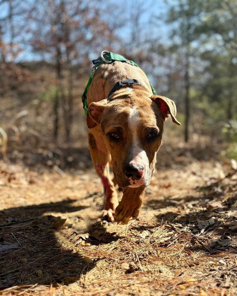 Enlarge Moose, a Adoptable Catahoula Leopard Dog in Sayreville, NJ image 1/3