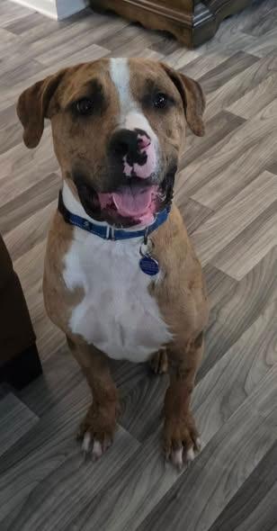 Moose, a Adoptable Catahoula Leopard Dog in Sayreville, NJ image 1/3