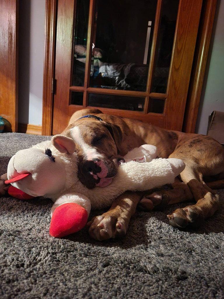 Moose, Adoptable, Young Male Catahoula Leopard Dog.