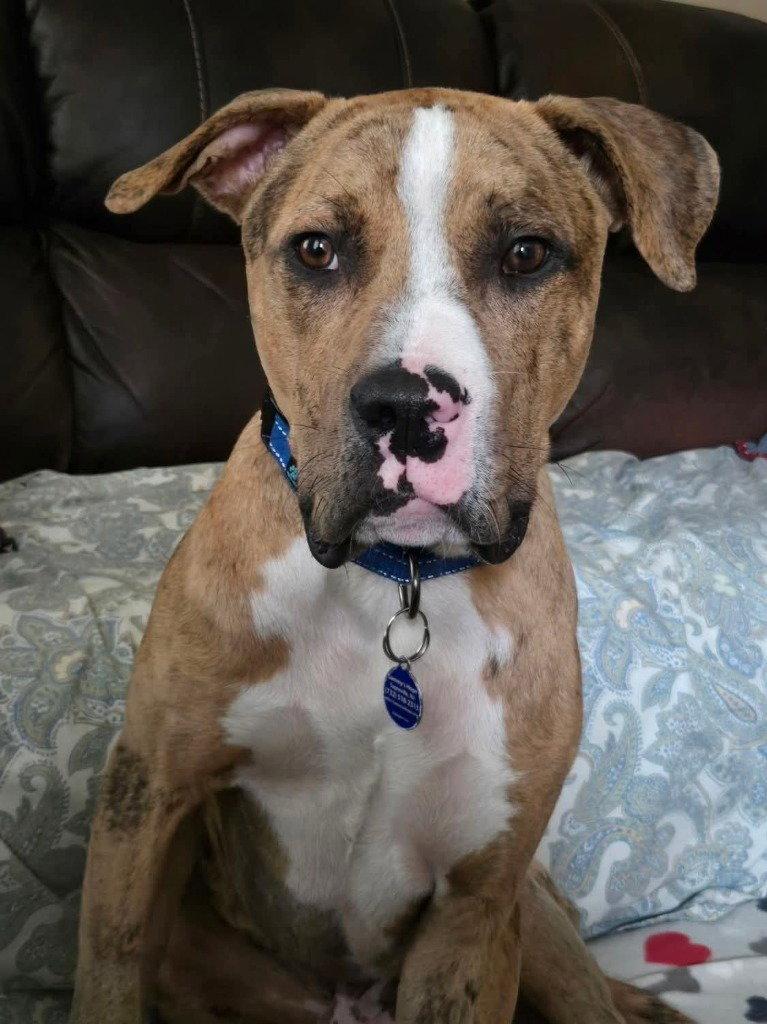 Moose, a Adoptable Catahoula Leopard Dog in Sayreville, NJ image 2/3
