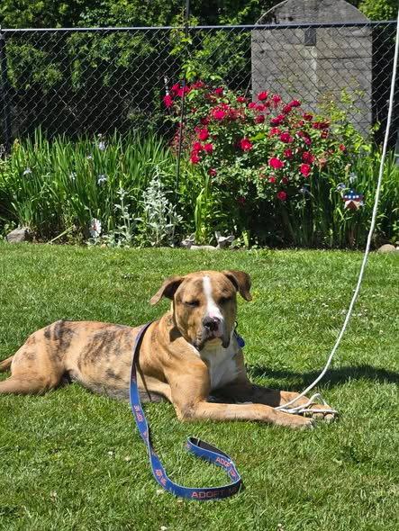Moose, Adoptable, Young Male Catahoula Leopard Dog.