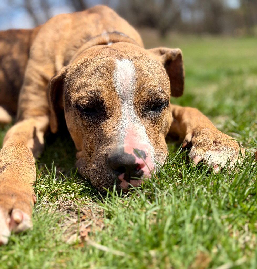 Moose, a Adoptable Catahoula Leopard Dog in Sayreville, NJ image 3/3