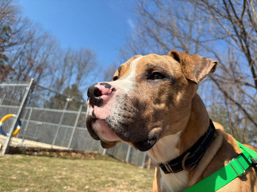 Enlarge Moose, a Adoptable Catahoula Leopard Dog in Sayreville, NJ image 3/3