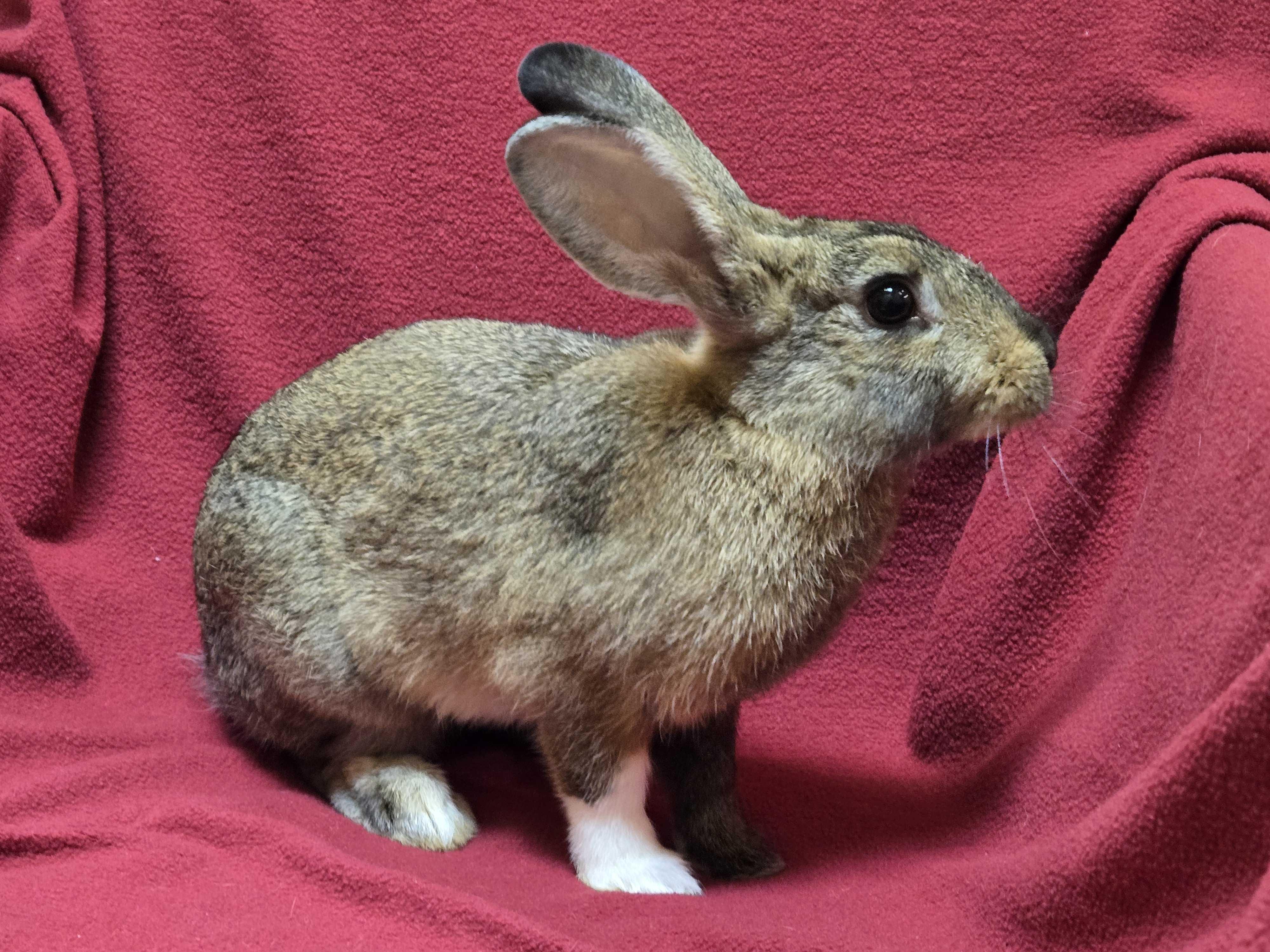 Fluffernutter - Name Your Own Adoption Fee, a ADOPTABLE mixed breed in Jefferson, WI image 2/2