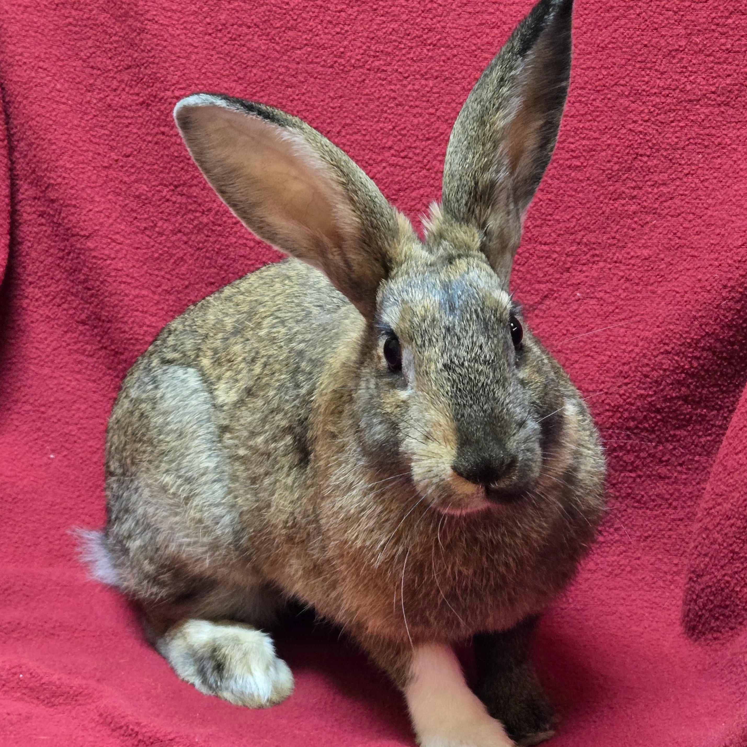 Fluffernutter - Name Your Own Adoption Fee, ADOPTABLE, Adult Female American.