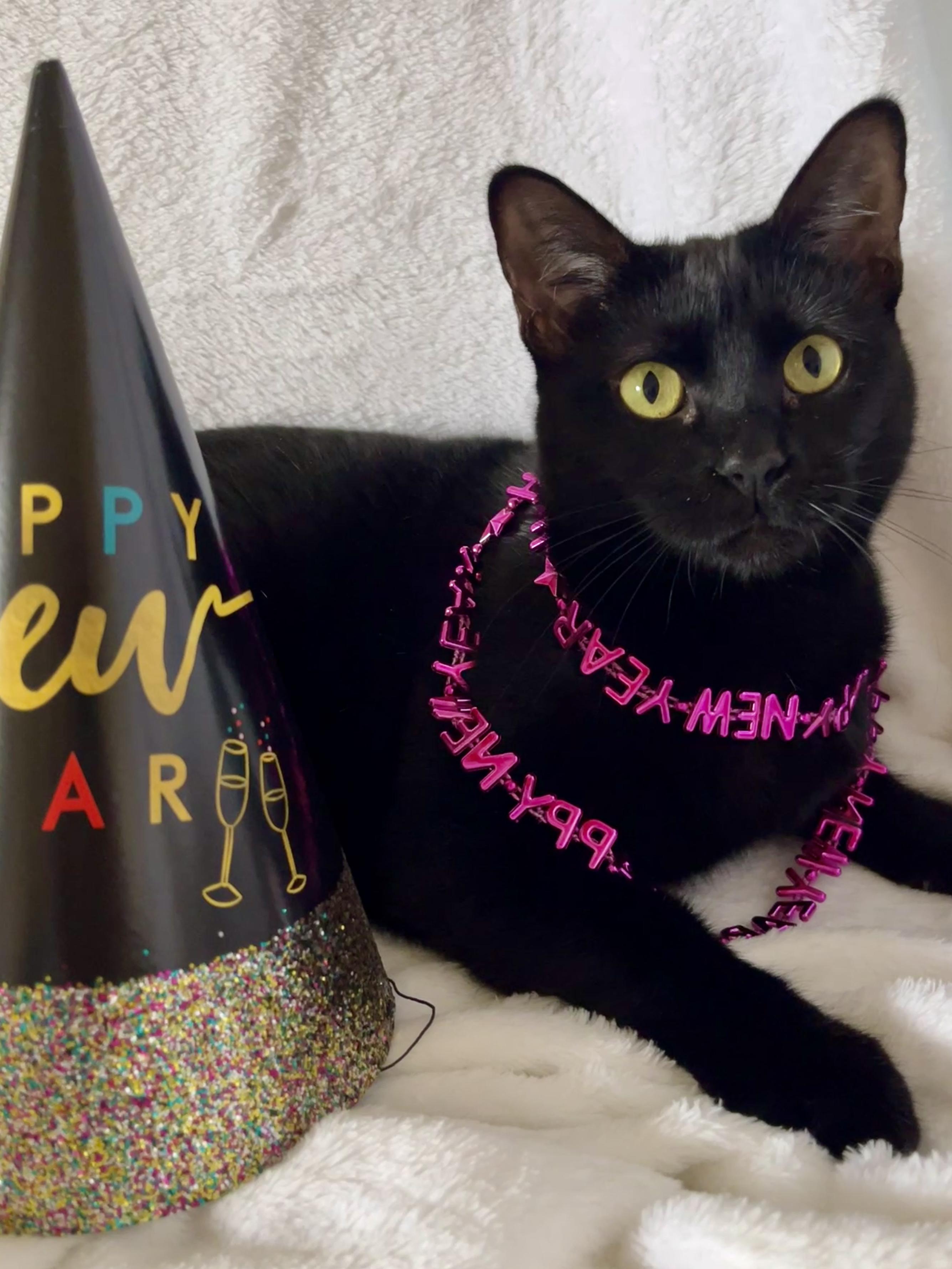 Josie, Adopted, Young Female Bombay & Domestic Short Hair.