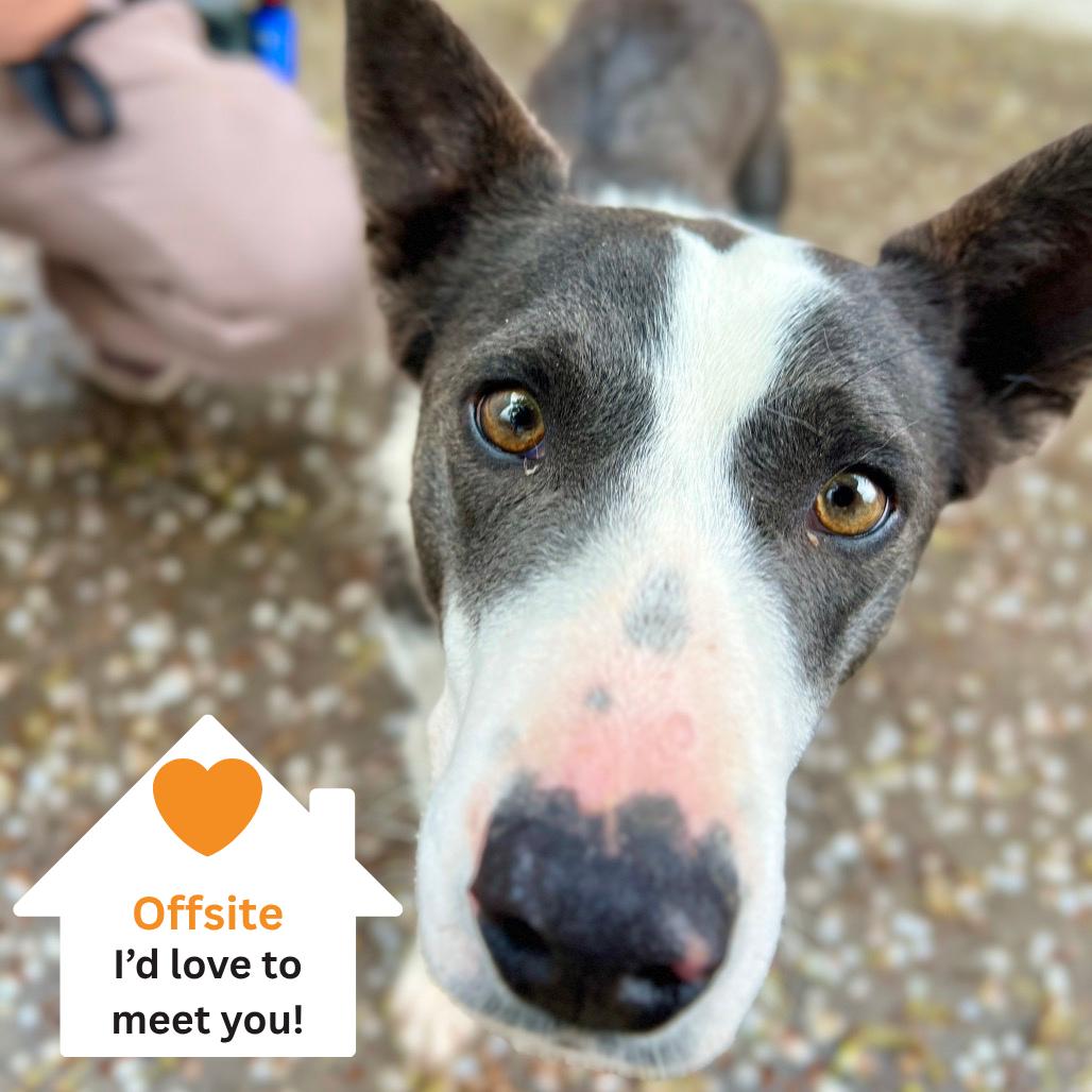 Jade, Adoptable, Young Female Mixed Breed.