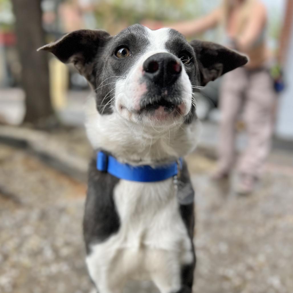 Enlarge Jade, a Adoptable Mixed Breed in Salt Lake City, UT image 2/4