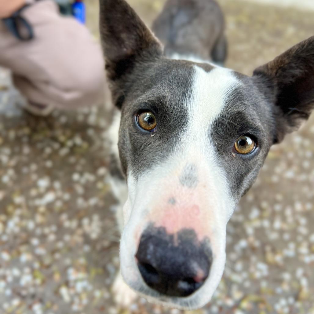 Enlarge Jade, a Adoptable Mixed Breed in Salt Lake City, UT image 3/4
