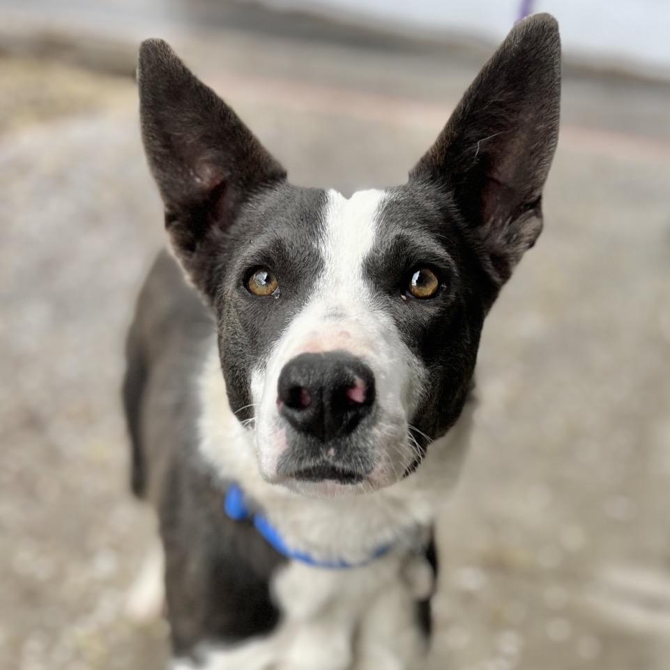 Enlarge Jade, a Adoptable Mixed Breed in Salt Lake City, UT image 4/4