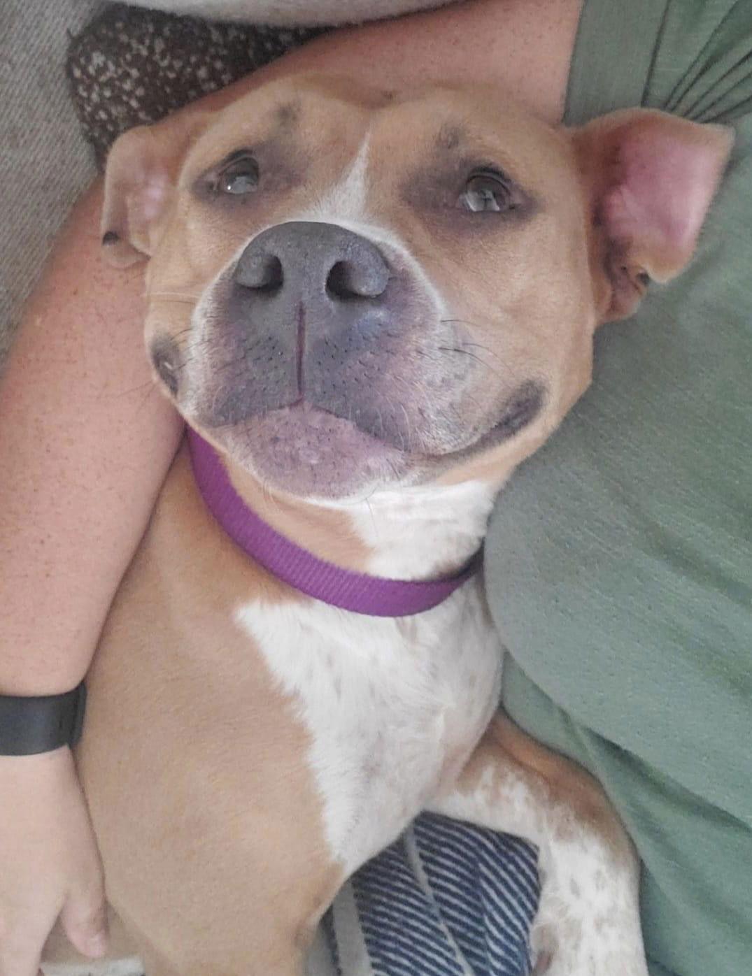 Adora, Adoptable, Adult Female Pit Bull Terrier.