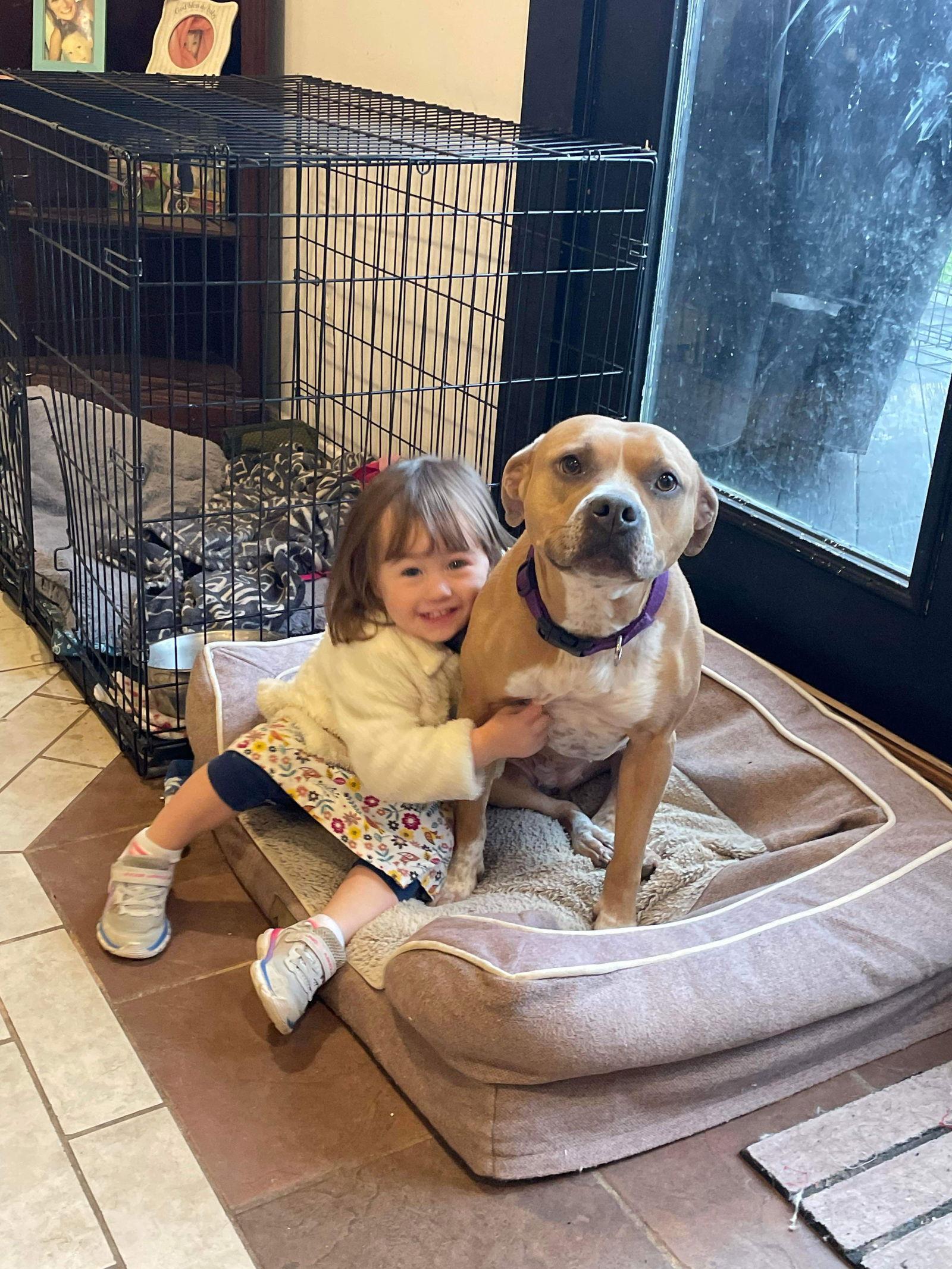 Adora, a Adoptable Pit Bull Terrier in Germantown, OH image 3/3