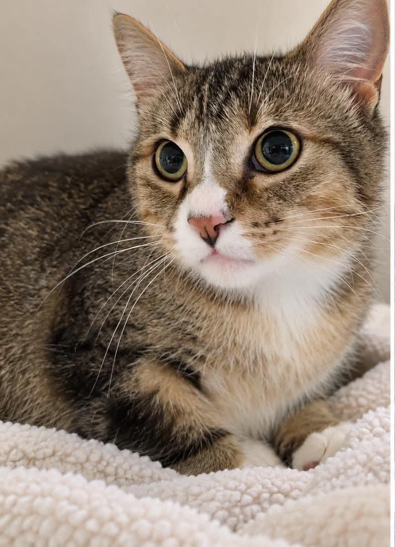 Enlarge PONY BOY, a Adoptable Domestic Short Hair in Tillsonburg, ON image 1/3