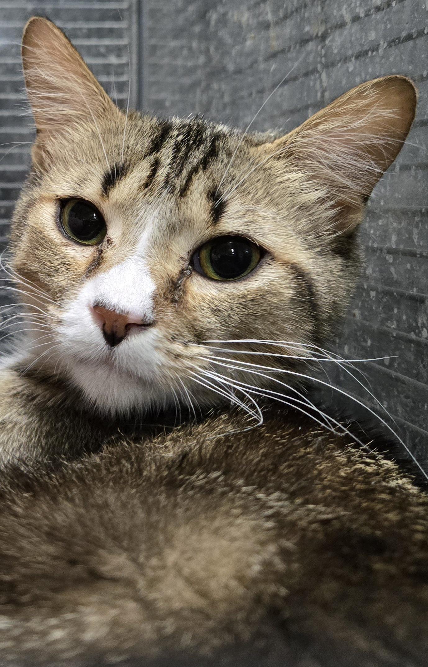 Enlarge PONY BOY, a Adoptable Domestic Short Hair in Tillsonburg, ON image 2/3