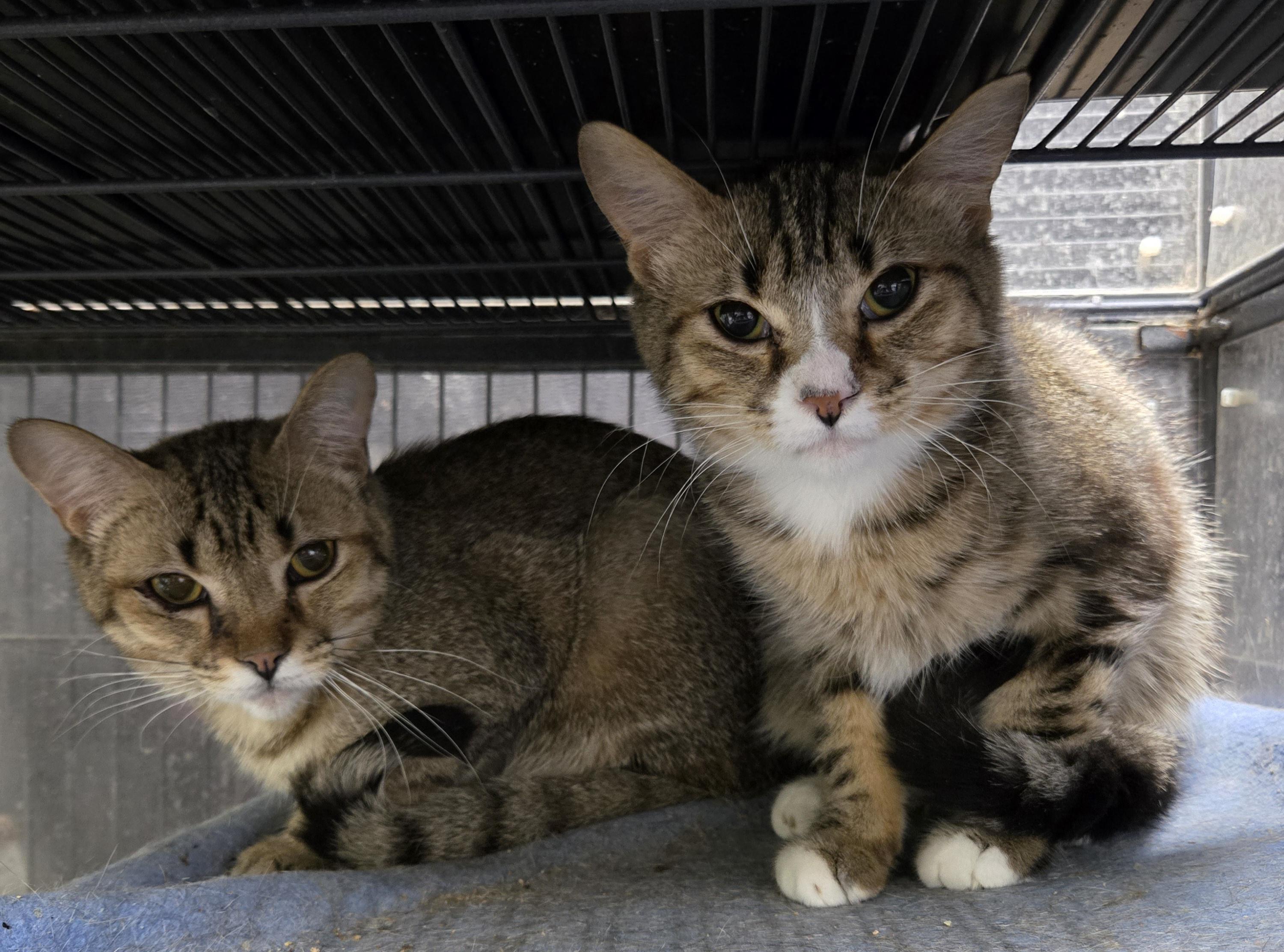 Enlarge PONY BOY, a Adoptable Domestic Short Hair in Tillsonburg, ON image 3/3