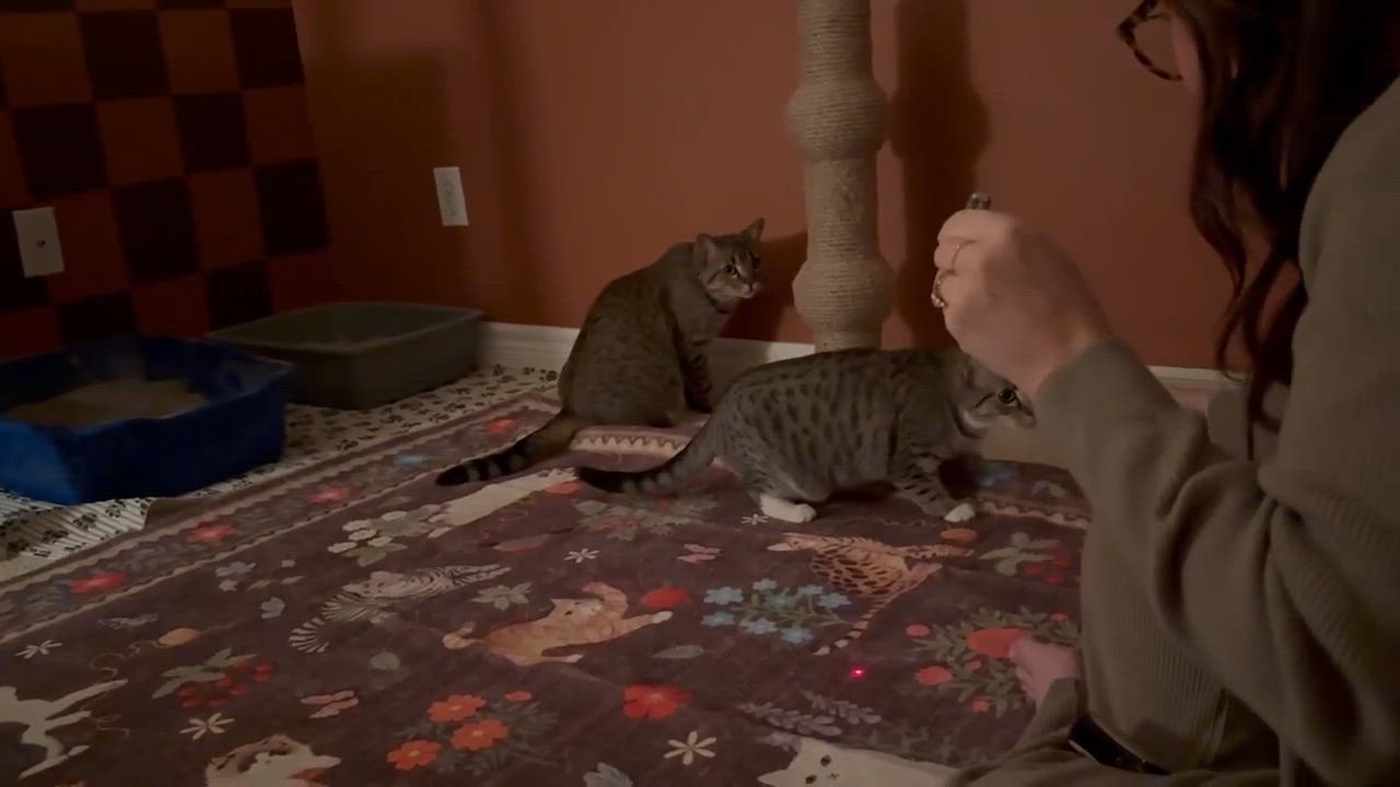 Enlarge PONY BOY, a Adoptable Domestic Short Hair in Tillsonburg, ON video 5/6