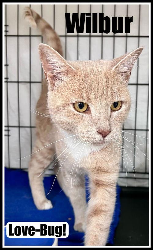 Wilbur (FCID# 10/07/2025 - 120) Willow Grove