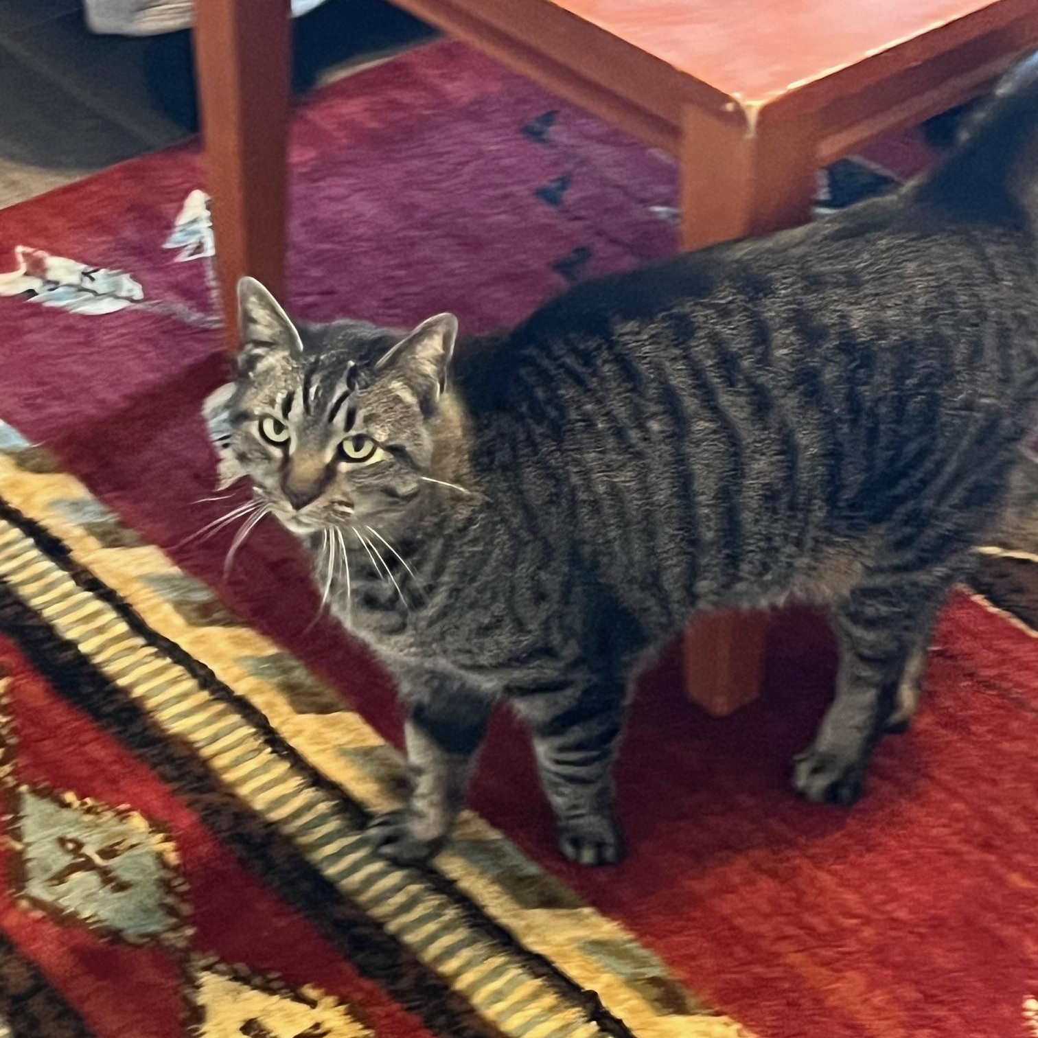 Enlarge Tinny OR13760-T, a Adoptable mixed breed in Beaverton, OR image 4/4