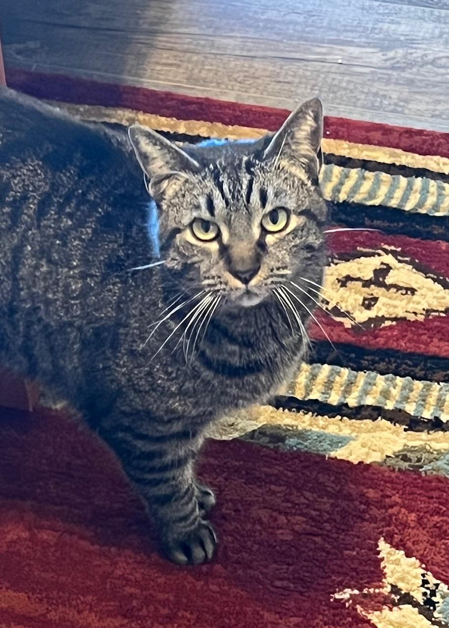 Enlarge Tinny OR13760-T, a Adoptable mixed breed in Beaverton, OR image 1/4