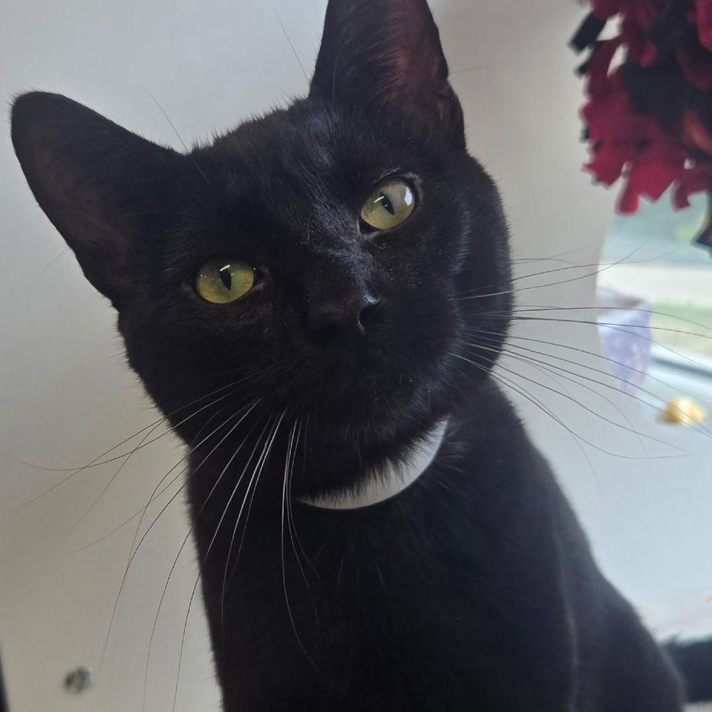 Handsome, Adoptable, Adult Male Domestic Short Hair.