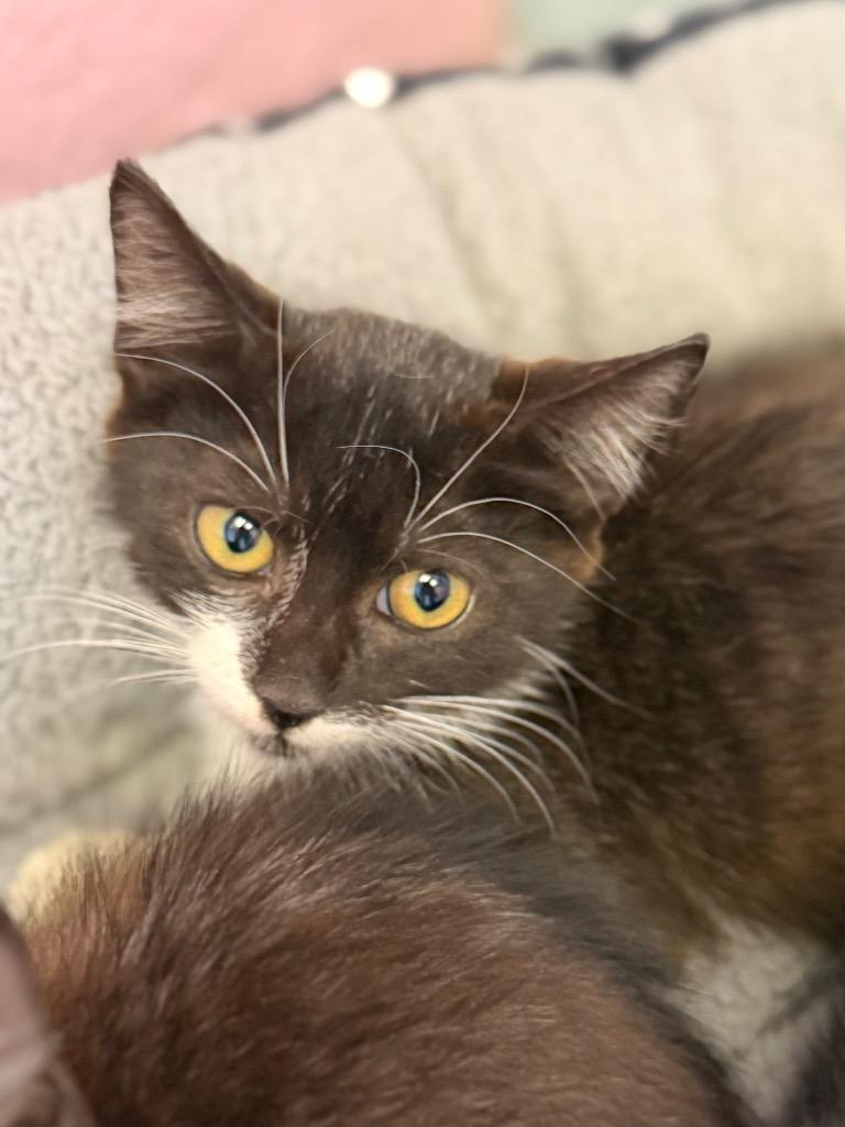 Mozart, Adoptable, Kitten Male Domestic Short Hair.