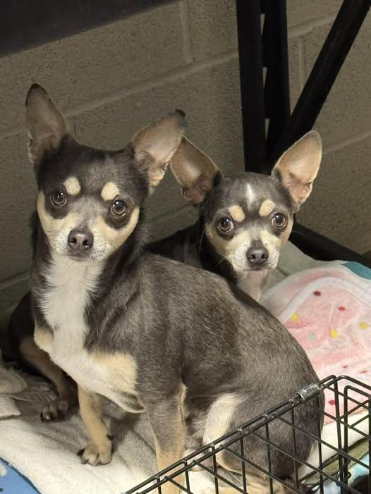 Enlarge Bonnie and Bubba, a Adoptable Chihuahua in Matthews, NC image 1/1