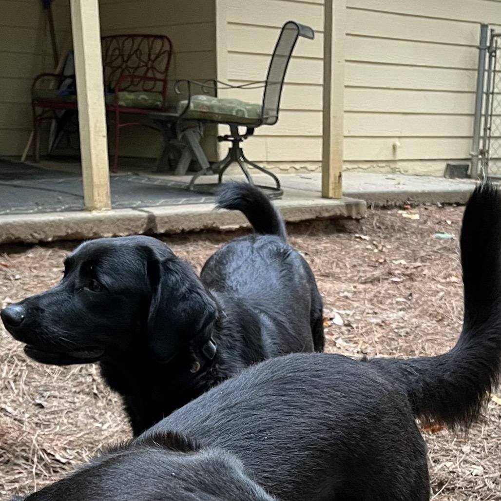 Enlarge ALPHARETTA - Ann, a Adoptable Black Labrador Retriever in Alpharetta, GA image 2/6