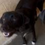 Enlarge ALPHARETTA - Ann, a Adoptable Black Labrador Retriever in Alpharetta, GA image 3/6