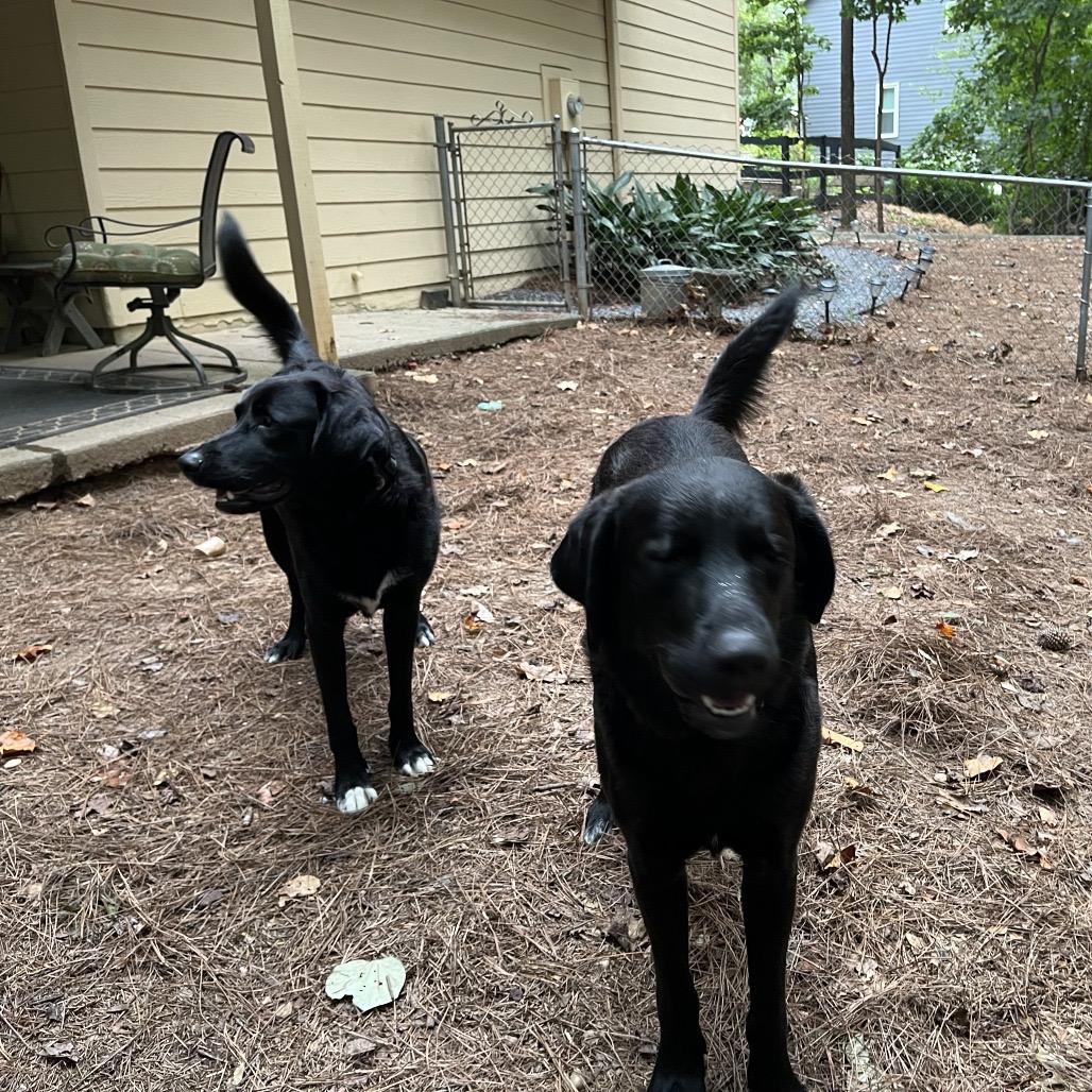 Enlarge ALPHARETTA - Ann, a Adoptable Black Labrador Retriever in Alpharetta, GA image 4/6