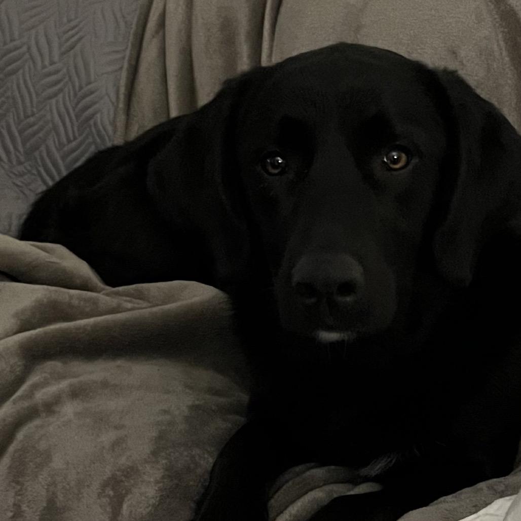 Enlarge ALPHARETTA - Ann, a Adoptable Black Labrador Retriever in Alpharetta, GA image 5/6